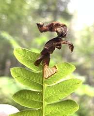 Chirosia filicis