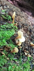 Spathulariopsis velutipes