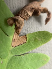 Chirosia filicis