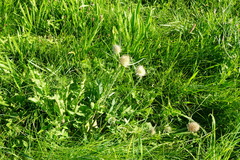 Dipsacus × pseudosylvestris