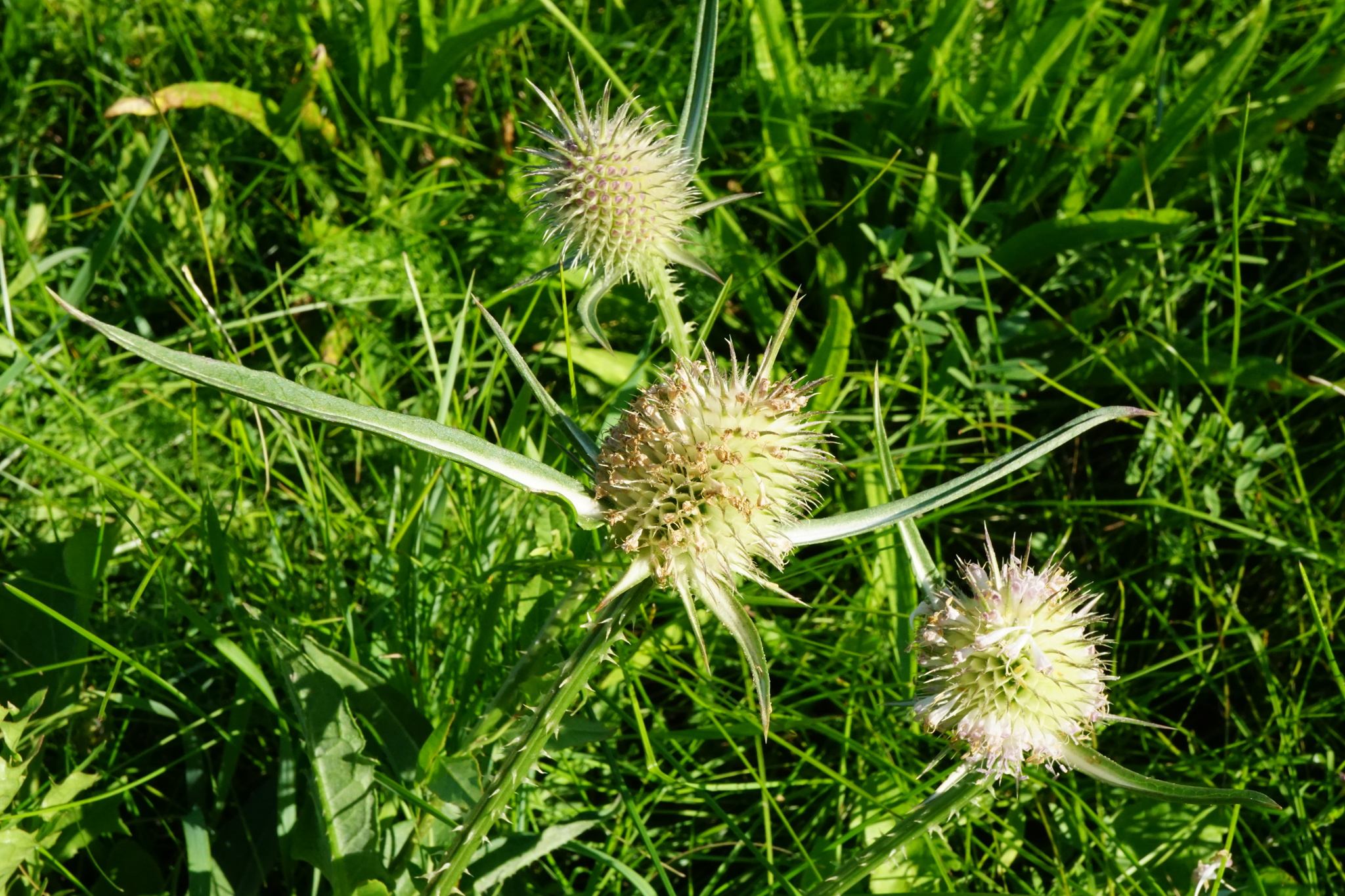 Dipsacus ×