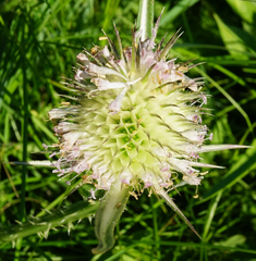 Dipsacus × pseudosylvestris