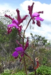 Cattleya elongata