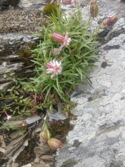 Silene morrisonmontana