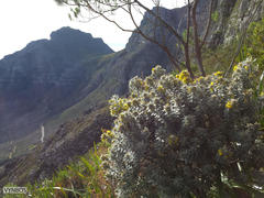 Xiphotheca fruticosa