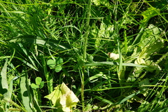 Dipsacus × pseudosylvestris