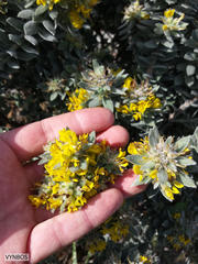 Xiphotheca fruticosa