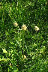 Dipsacus × pseudosylvestris