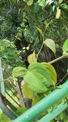 Smilax setosa