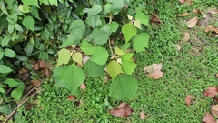 Mallotus paniculatus