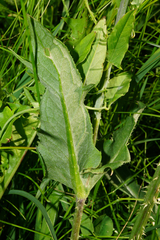 Dipsacus × pseudosylvestris