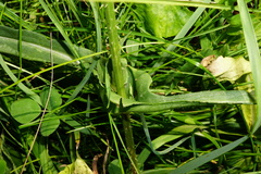 Dipsacus × pseudosylvestris