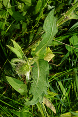 Dipsacus × pseudosylvestris