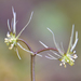 Coptis aspleniifolia - Photo (c) Tab Tannery, algunos derechos reservados (CC BY-NC-SA)