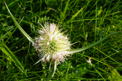 Dipsacus × pseudosylvestris