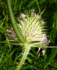 Dipsacus × pseudosylvestris