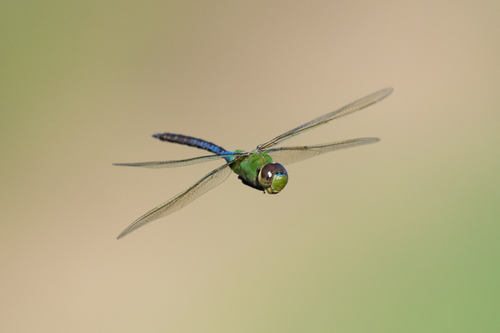 Common Green Darner photographed in Ohio
