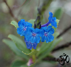 Stachytarpheta crassifolia