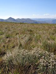 Helichrysum argyrolepis