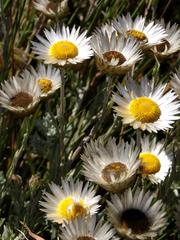 Helichrysum argyrolepis