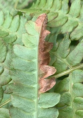 Chirosia filicis