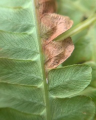 Chirosia filicis