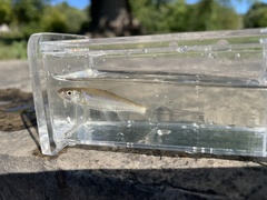 Notropis stramineus