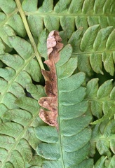 Chirosia filicis