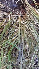 Carex punicea