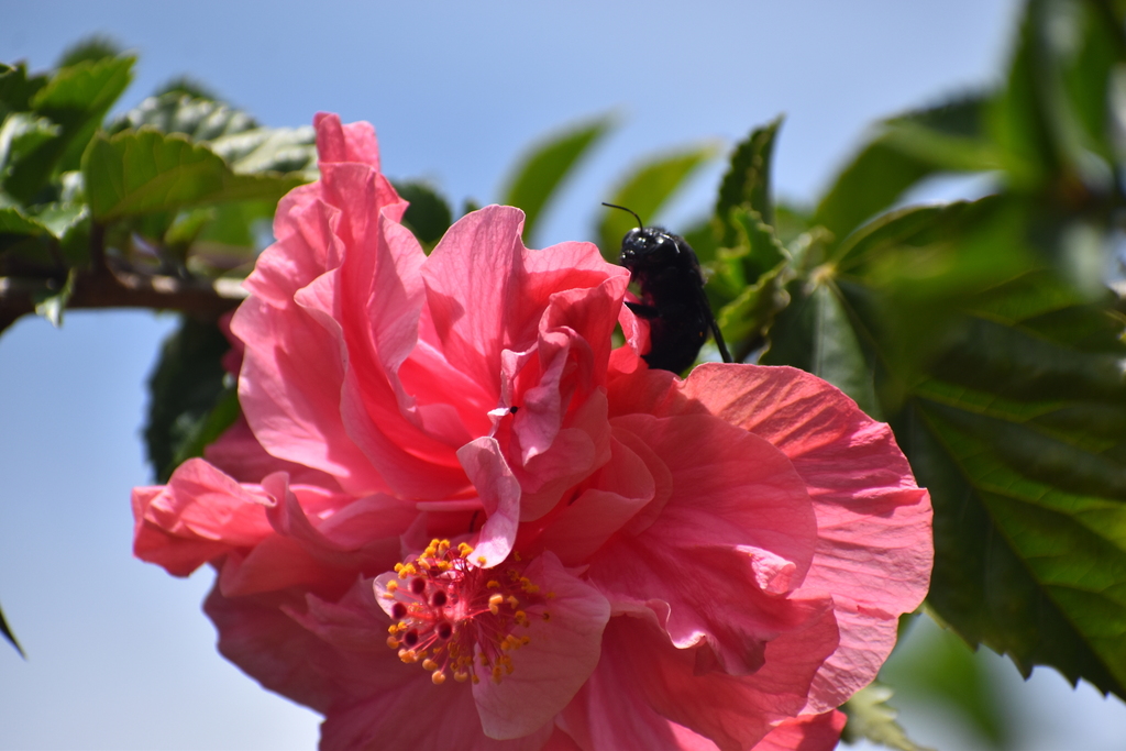 Xylocopa wilmattae