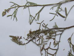 Indigofera platypoda