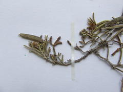 Indigofera platypoda