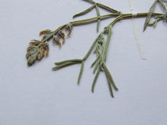 Indigofera platypoda