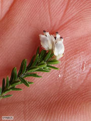 Erica diosmifolia