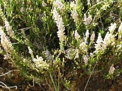 Erica woodii subsp. woodii image