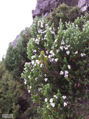 Erica diosmifolia
