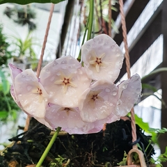 Hoya campanulata