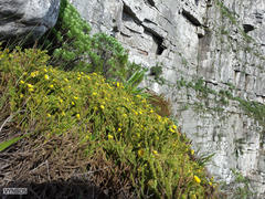 Cullumia reticulata