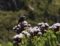 Cisticola fulvicapilla fulvicapilla