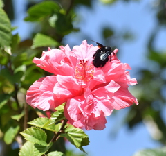 Xylocopa wilmattae