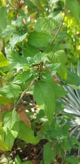 Phimenes arcuatus