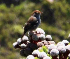 Cisticola fulvicapilla fulvicapilla