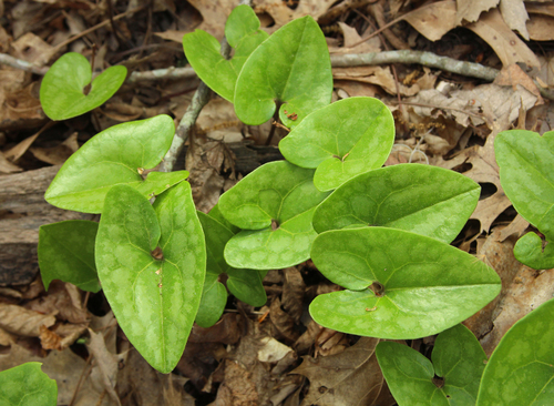 little brown jug (Hexastylis arifolia)