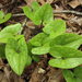 Hexastylis arifolia - Photo (c) Philip Bouchard, μερικά δικαιώματα διατηρούνται (CC BY-NC-ND)