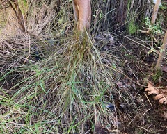 Carex punicea