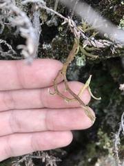 Cladonia macroceras