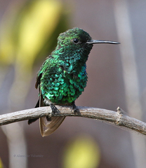 Chlorostilbon mellisugus