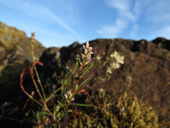 Polygonum spergulariiforme