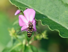 Eupeodes americanus
