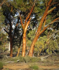 Eucalyptus salubris